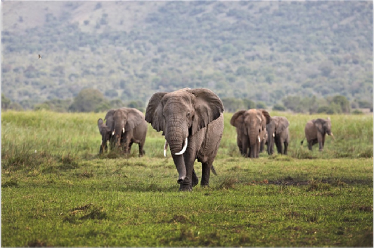 Northern Circuit Safari