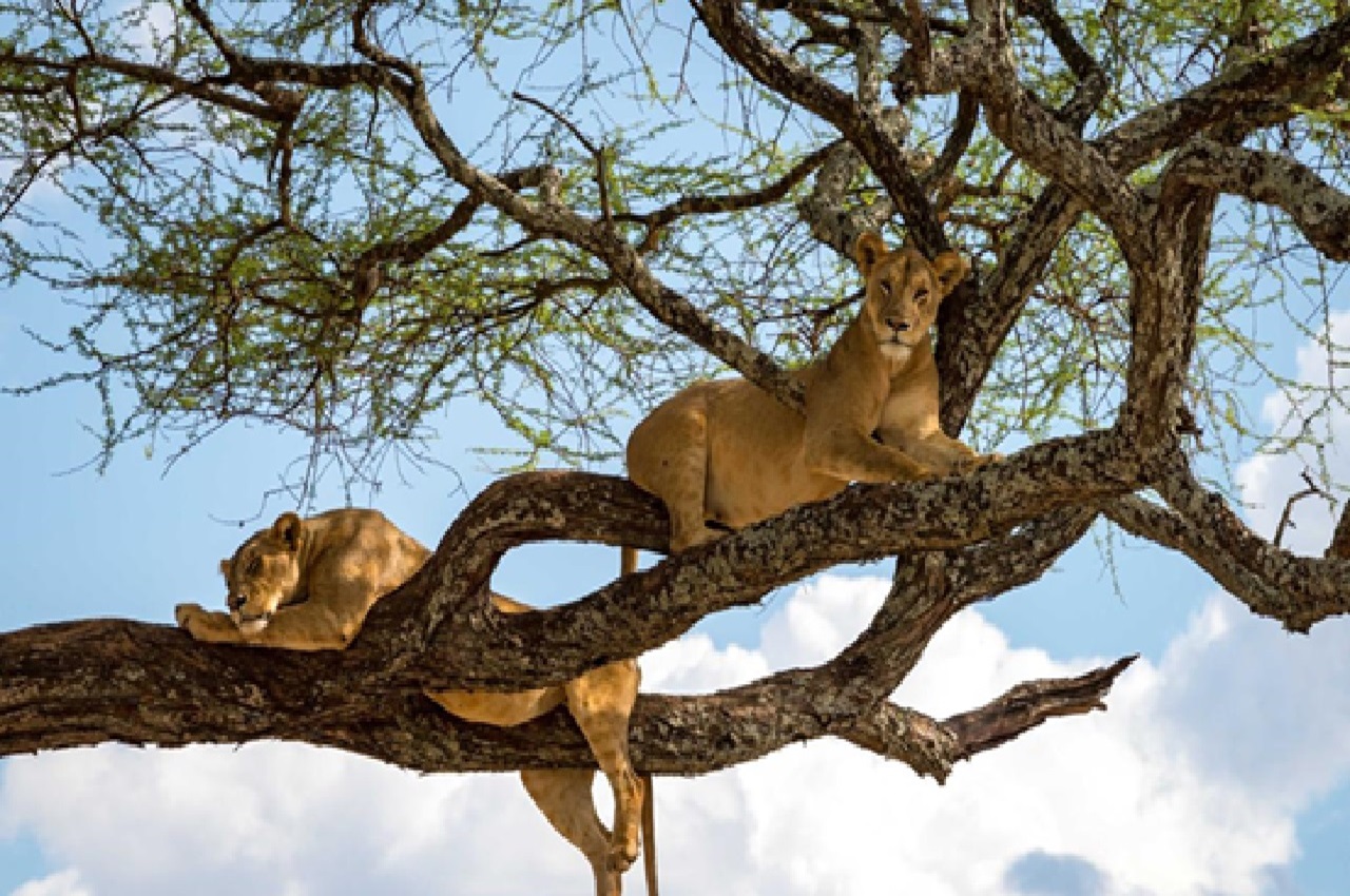 Northern Circuit Safari