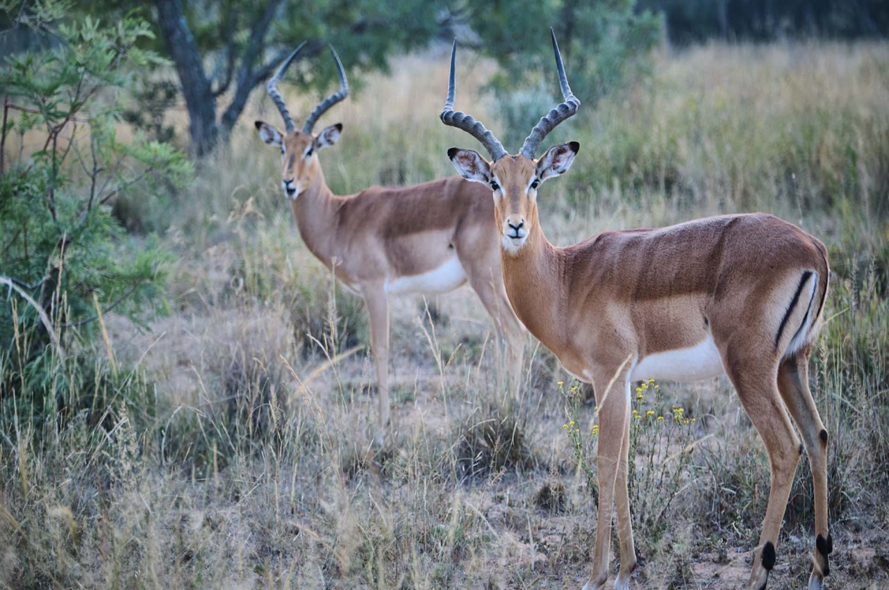 Northern Circuit Safari