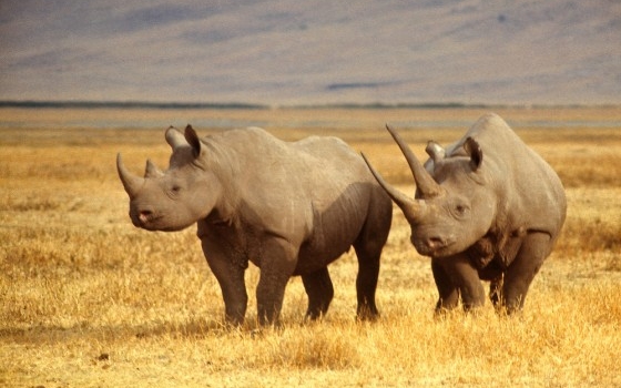 Black Rhino in the Ngorongoro Crater, Tanzania