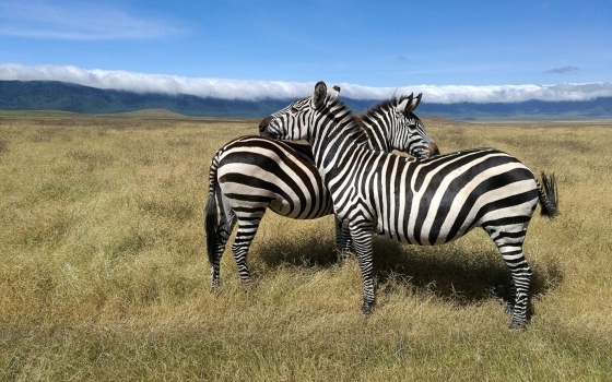 Zebra in the Ngorongoro Crater in Tanzania