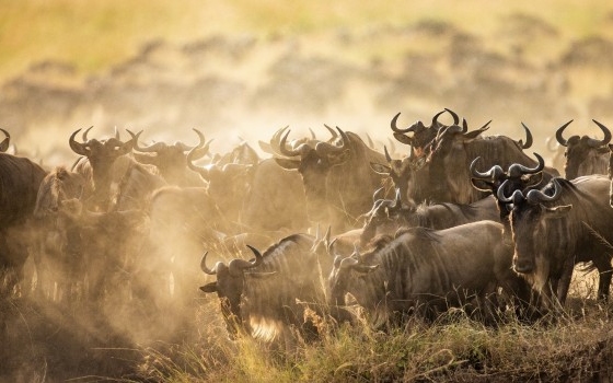 Serengeti Wildebeests Great Migration 
