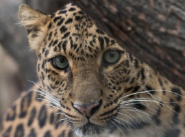 leopard serengeti taswira