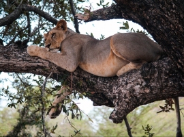 tree climbing lions 