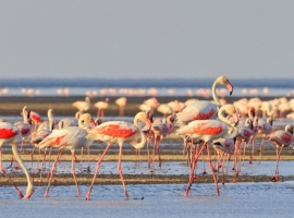 lake natron 